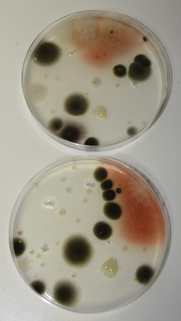 coltura batterica piastra di petri