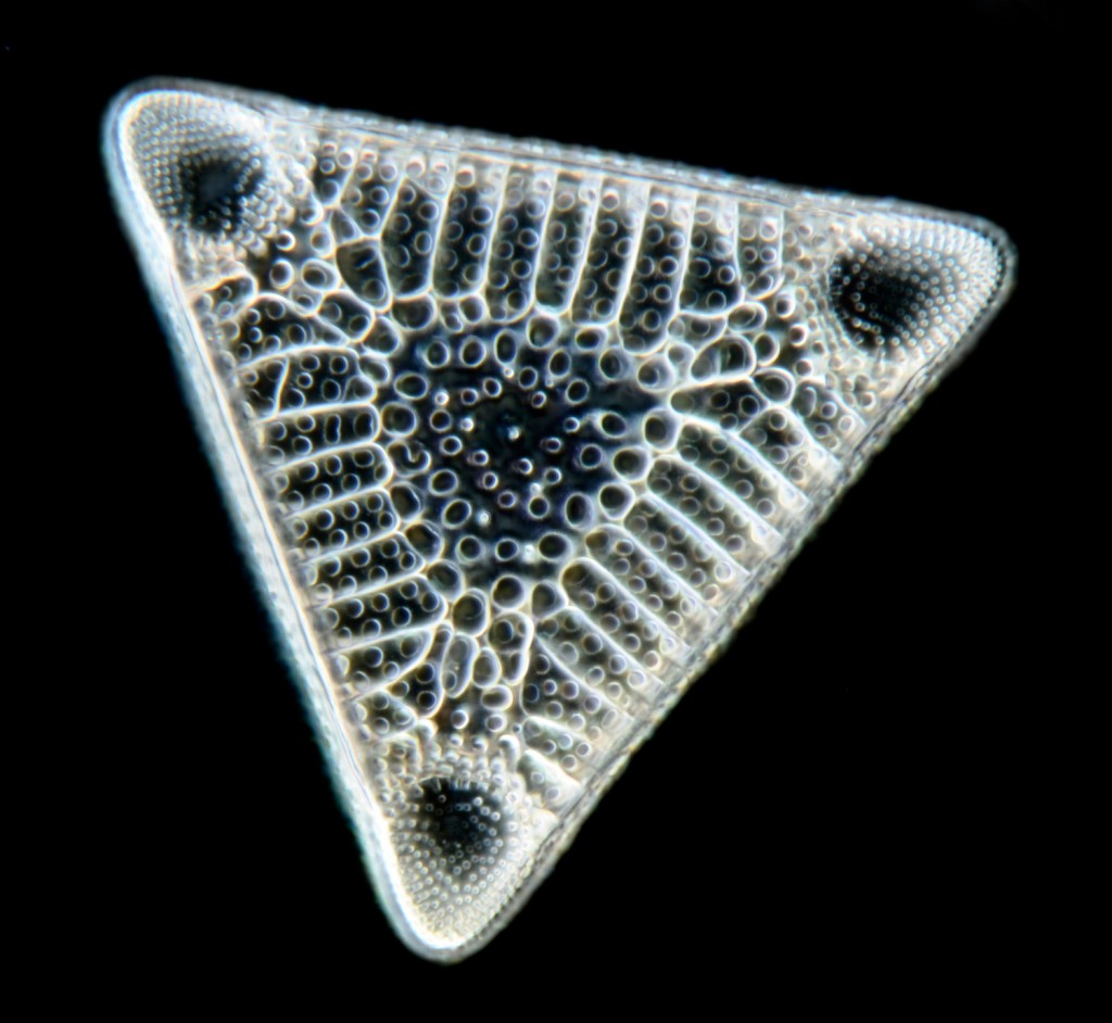 diatomee (Triceratium sp.)