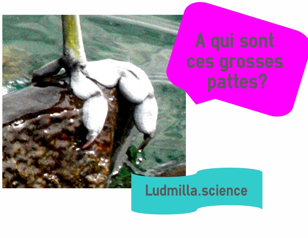 reconnaître pattes animaux