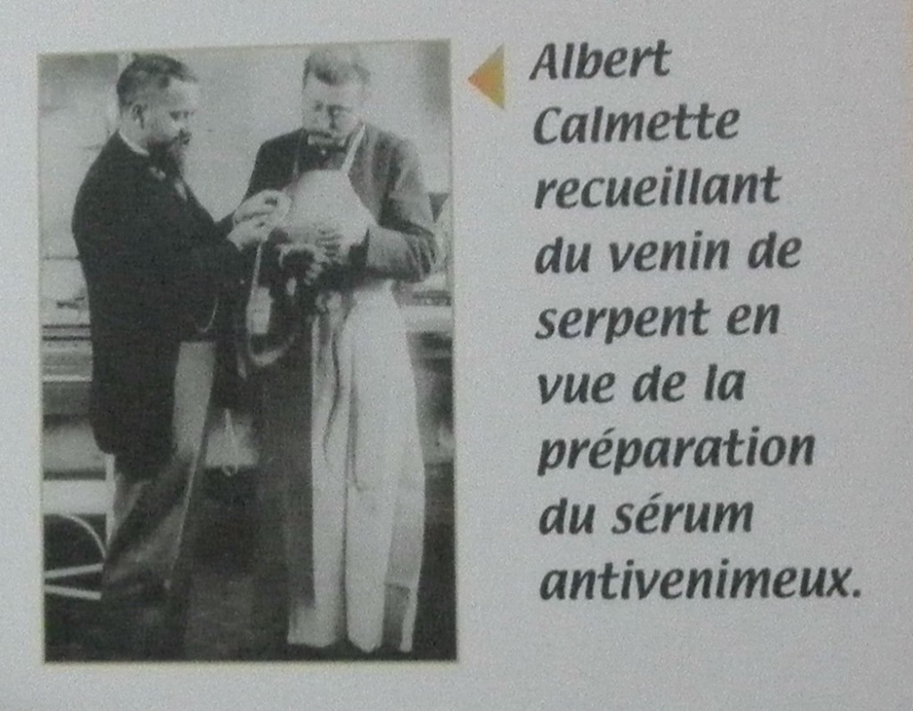 albert calmette serum venimeux serpents