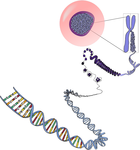 ADN-cellule-chromosomes