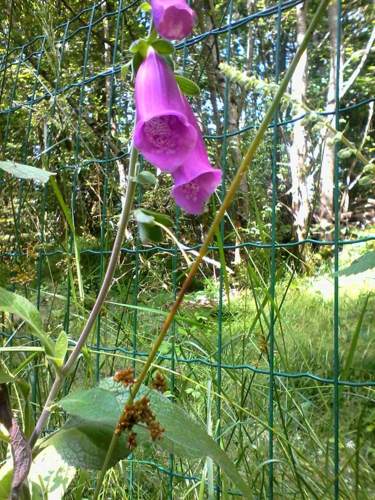 Digitale pourpre (Digitalis purpurea)