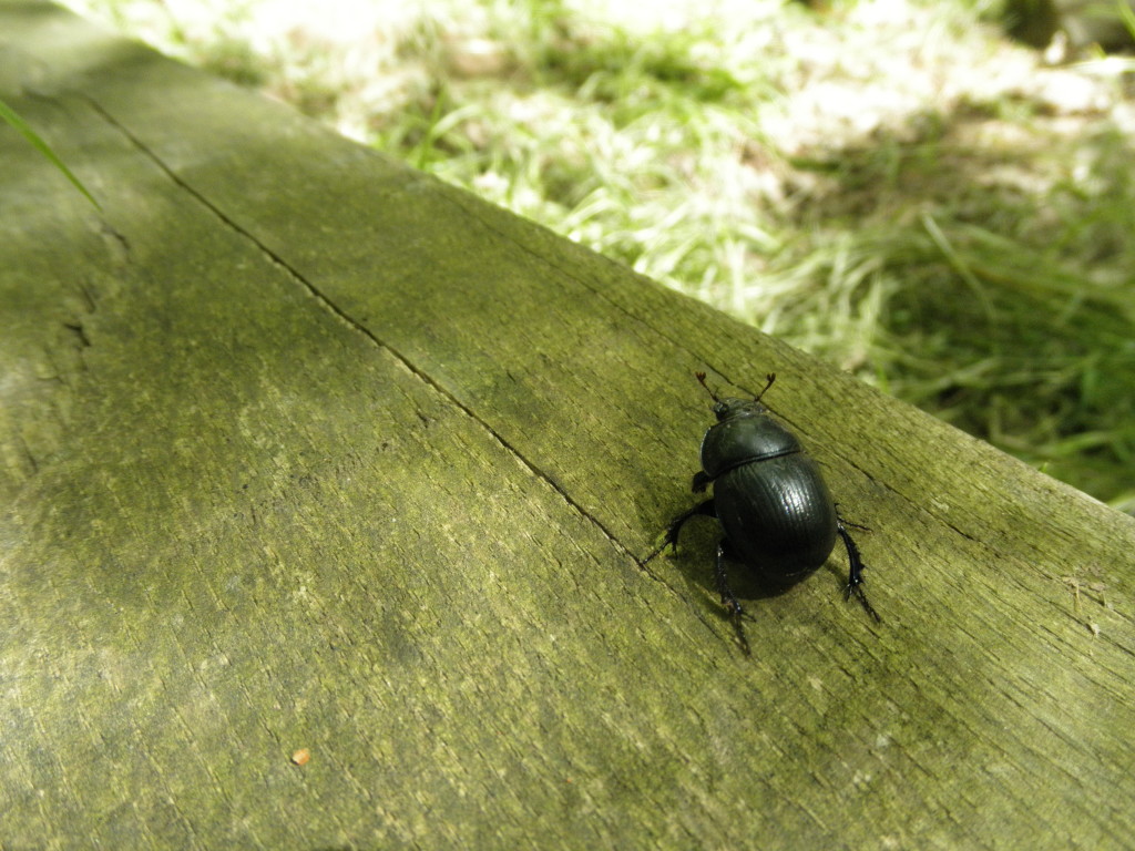 Bousier (Geotrupes stercorarius)