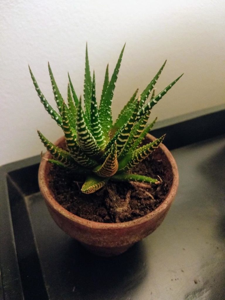 cactus zèbre 