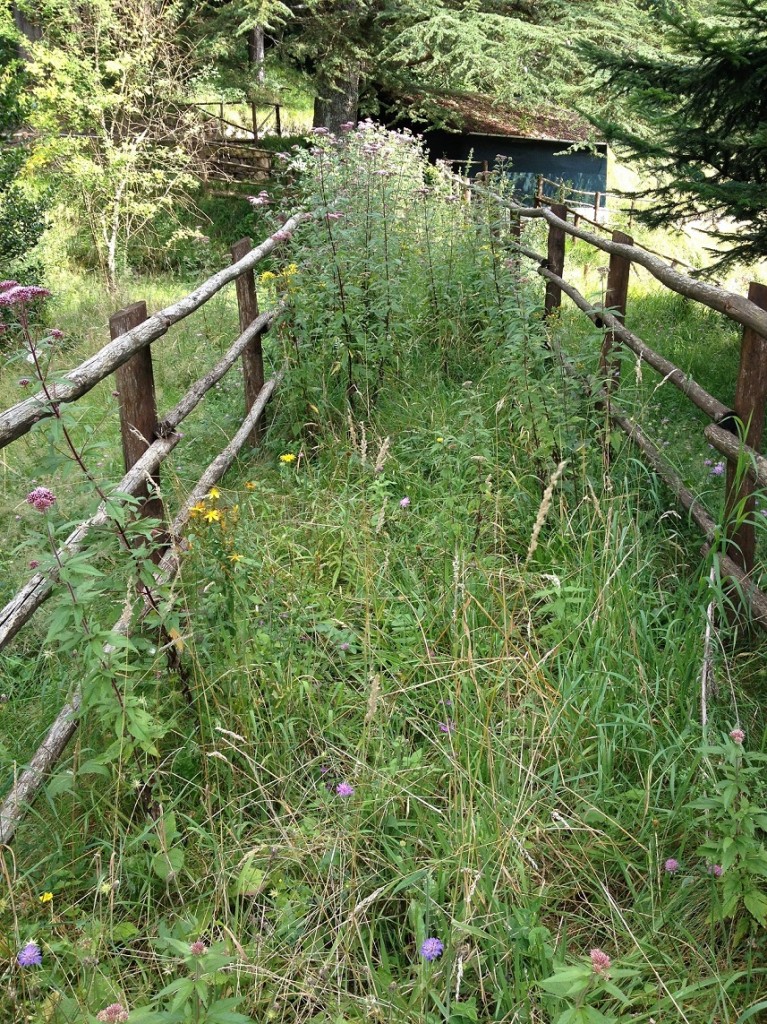 orto botanico FRIGNOLI