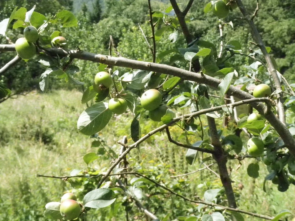 orto botanico FRIGNOLI MELE