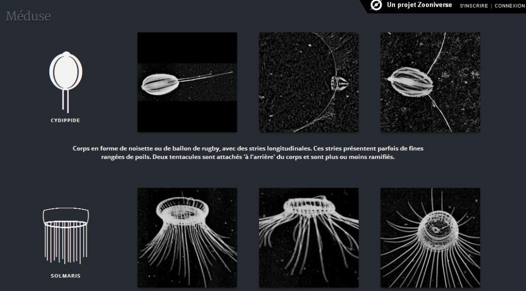 Tutorial meduse