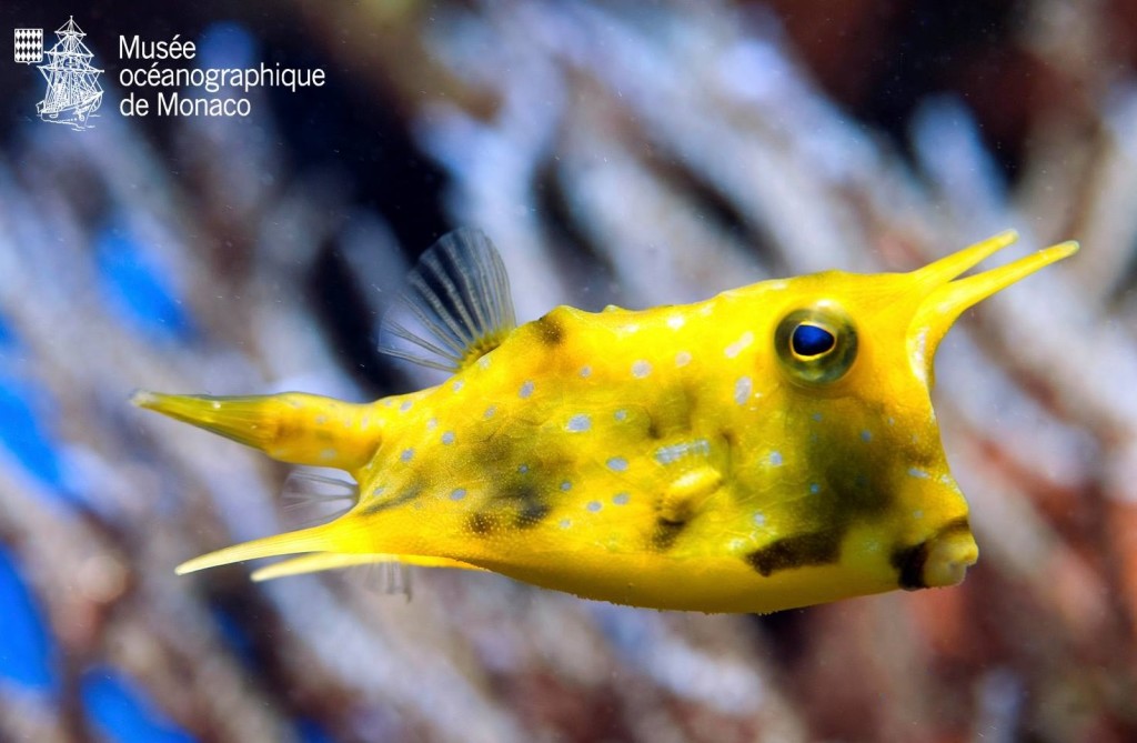 Pesce scatola Ostracion cubicus