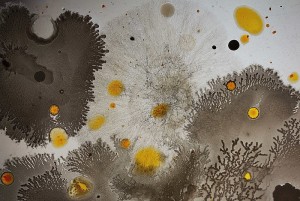 Microscopic images of Bacteria and molds grown in food. Stefania Rizzelli