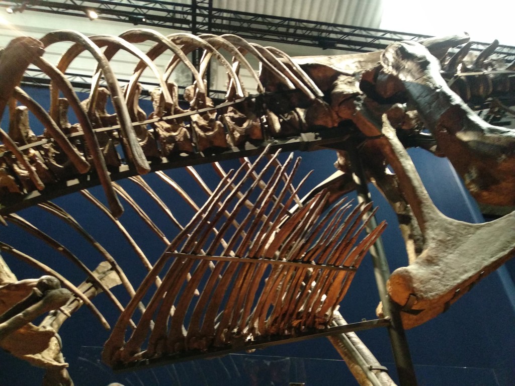côtes t rex